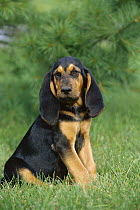 Bloodhound (Canis familiaris) puppy