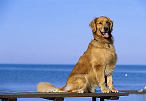 Golden Retriever (Canis familiaris) sitting on picnic table