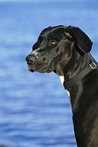 Great Dane (Canis familiaris) black with natural ears