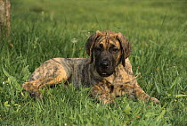 Great Dane (Canis familiaris) brindle puppy laying in grass