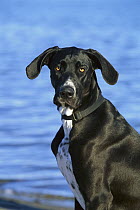 Great Dane (Canis familiaris) portrait with natural ears