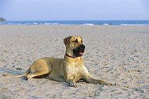 Great Dane (Canis familiaris) with natural ears reclinning on beach
