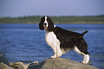 English Springer Spaniel (Canis familiaris) standing on rock