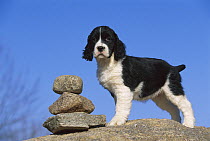 English Springer Spaniel (Canis familiaris) puppy standing on rocks