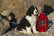 English Springer Spaniel (Canis familiaris) puppy sitting beside lantern