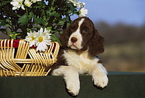 English Springer Spaniel (Canis familiaris) puppy beside basket