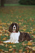 English Springer Spaniel (Canis familiaris) laying in fallen autumn leaves