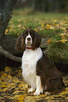English Springer Spaniel (Canis familiaris) sitting with fallen autumn leaves