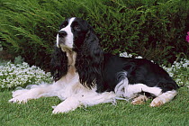 English Springer Spaniel (Canis familiaris) laying on grass