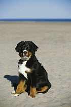 Bernese Mountain Dog (Canis familiaris) puppy sitting in sand