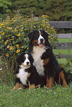 Bernese Mountain Dog (Canis familiaris) adult and puppy