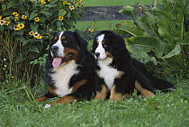 Bernese Mountain Dog (Canis familiaris) adult and puppy