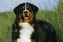 Bernese Mountain Dog (Canis familiaris) portrait