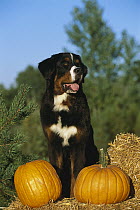 Bernese Mountain Dog (Canis familiaris) standing over pumpkins