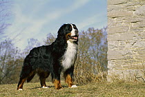 Bernese Mountain Dog (Canis familiaris) adult standing beside stone building