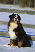 Bernese Mountain Dog (Canis familiaris) sitting in snow