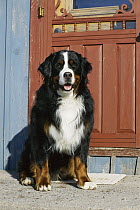 Bernese Mountain Dog (Canis familiaris) sitting at front door