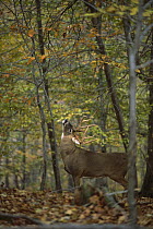 White-tailed Deer (Odocoileus virginianus) huge buck branch licking in autumn woods