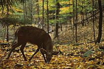 White-tailed Deer (Odocoileus virginianus) buck feeding on acorns and beech nuts in fall forest