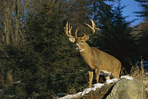 White-tailed Deer (Odocoileus virginianus) large buck emerging from forest at first snow