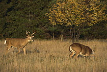 White-tailed Deer (Odocoileus virginianus) buck approaching doe in estrus in field