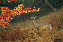 White-tailed Deer (Odocoileus virginianus) alert doe in autumn grasses, Adirondack Mountains, New York