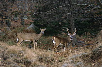White-tailed Deer (Odocoileus virginianus) buck and doe in forest clearing