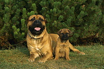 Bullmastiff (Canis familiaris) adult and puppy
