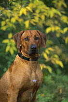 Rhodesian Ridgeback (Canis familiaris) portrait