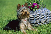 Yorkshire Terrier (Canis familiaris) puppy beside basket