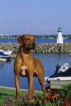 Rhodesian Ridgeback (Canis familiaris) at harbor