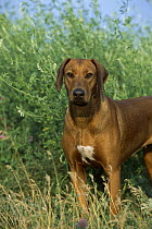 Rhodesian Ridgeback (Canis familiaris) adult portrait