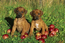Rhodesian Ridgeback (Canis familiaris) puppy pair sitting amid apples