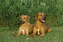 Rhodesian Ridgeback (Canis familiaris) adult male and female
