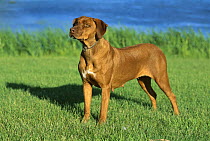 Rhodesian Ridgeback (Canis familiaris) adult female standing on lawn