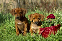 Rhodesian Ridgeback (Canis familiaris) puppy pair sitting beside red basket
