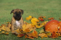 Staffordshire Bull Terrier (Canis familiaris) puppy amid autumn leaves