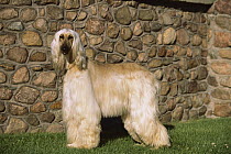 Afghan Dog (Canis familiaris) portrait