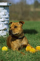 Staffordshire Bull Terrier (Canis familiaris) with tennis balls