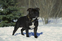 Staffordshire Bull Terrier (Canis familiaris) portrait in snow