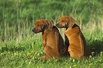 Rhodesian Ridgeback (Canis familiaris) pair of puppies showing signature ridge in their fur