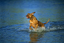 Rhodesian Ridgeback (Canis familiaris) running in water
