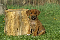 Rhodesian Ridgeback (Canis familiaris) puppy sitting beside stump