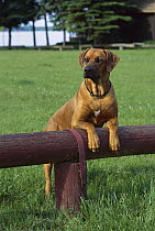 Rhodesian Ridgeback (Canis familiaris) adult leaning on fence