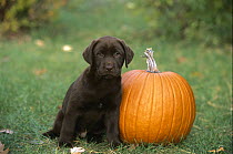 Chocolate Labrador Retriever (Canis familiaris) puppy sitting with Pumpkin