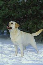 Yellow Labrador Retriever (Canis familiaris) male standing in snow