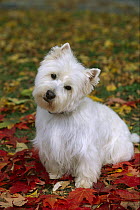West Highland White Terrier (Canis familiaris) sitting on fallen leaves, autumn