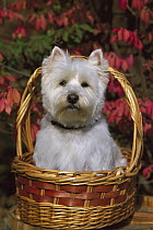 West Highland White Terrier (Canis familiaris) in basket