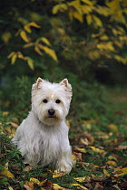 West Highland White Terrier (Canis familiaris) fall