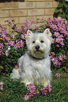 West Highland White Terrier (Canis familiaris) sitting in Asters